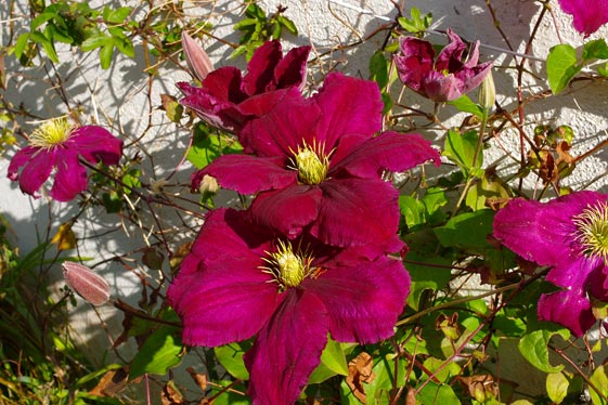 Clematis 'Niobe'